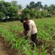 Polsek Baros Dukung Pertanian Lokal lewat Sambang ke Kelompok Tani